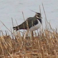 Lapwing