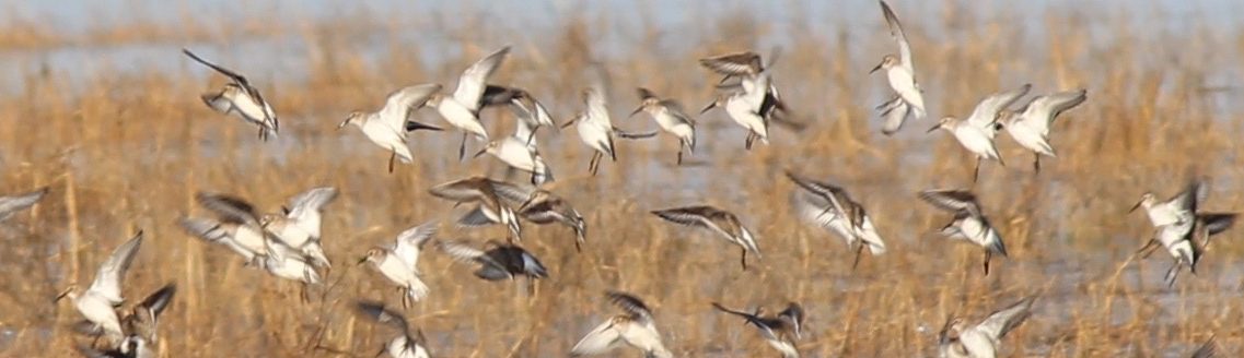 Friends of Portbury Wharf Nature Reserve