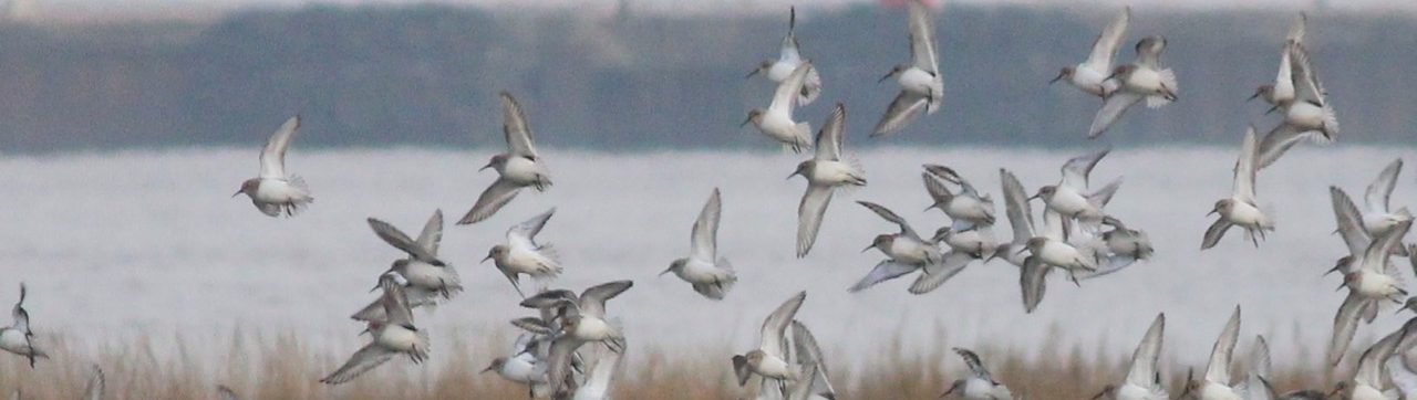 Friends of Portbury Wharf Nature Reserve