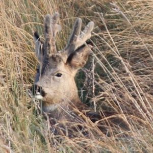 Antlers in velvet