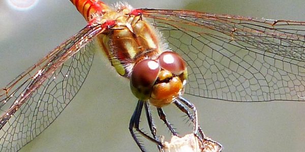 Common Darter