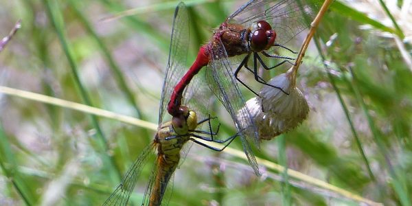 Mating Ruddy Darters