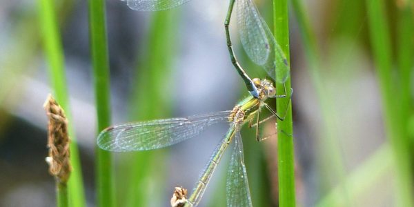 Mating Emerald Damselflies