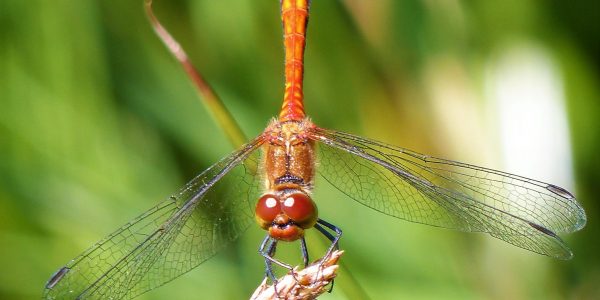 Ruddy Darter