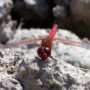 Red-veined Darter