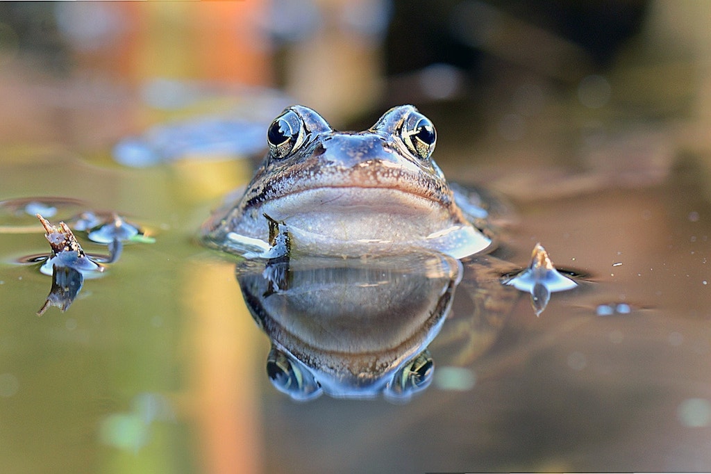 Pike LOVE Frogs! 