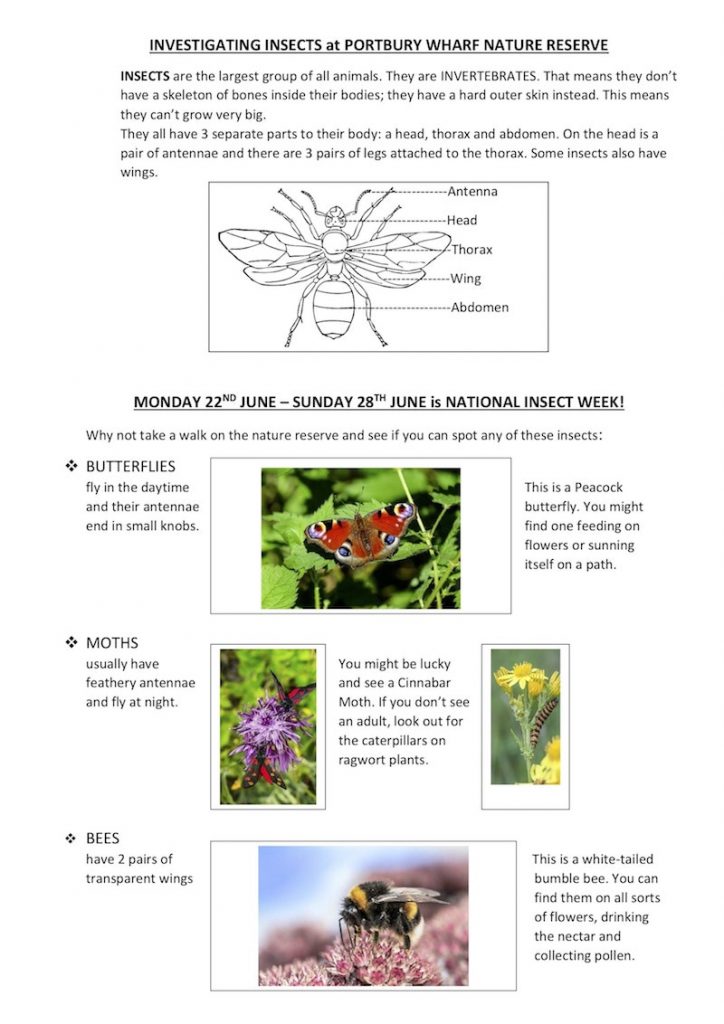 Insects worksheet 1