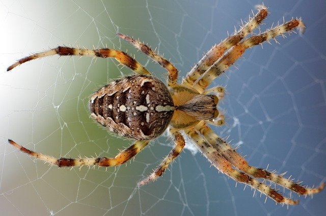 Spider image by Ben Kerckx from Pixabay 