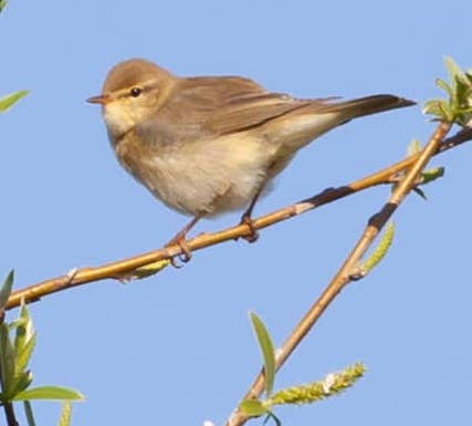 Willow Warbler on female willow tree